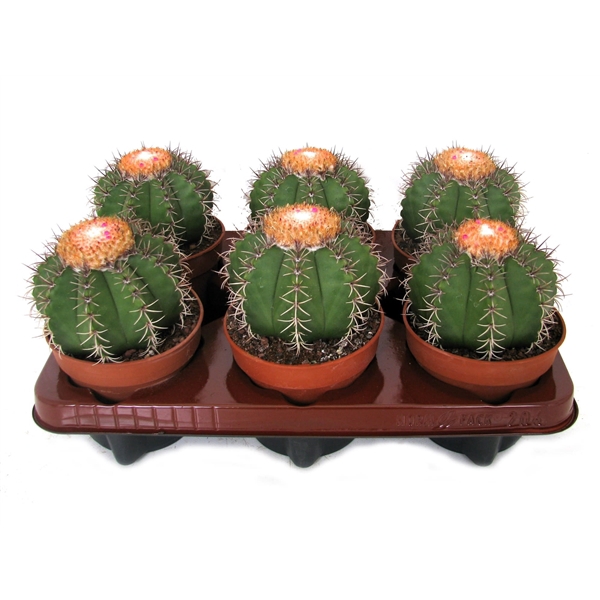 <h4>Melocactus matanzanus 12 cm</h4>