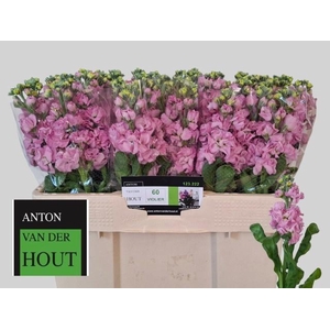 MATTH IMPALA PINK