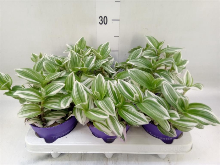 <h4>Tradescantia   ...</h4>