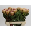 Protea Grandicolor
