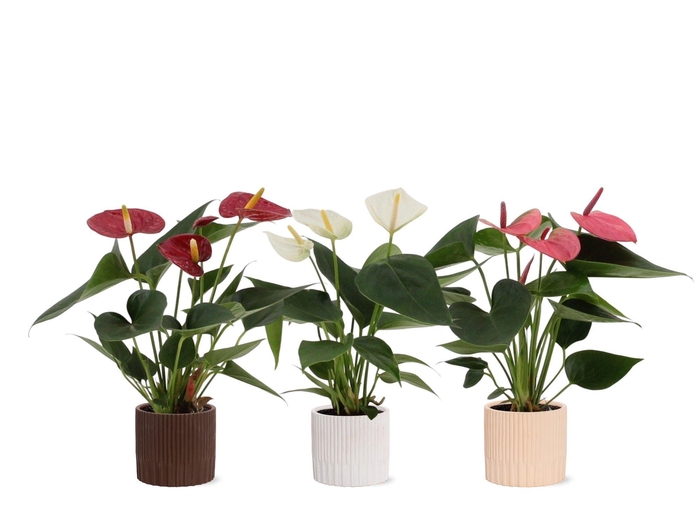 <h4>Anthurium 7 cm 3 color mix in Lou ceramics</h4>