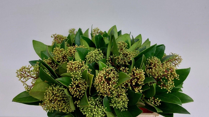 <h4>SKIM C KEW GREEN BS</h4>