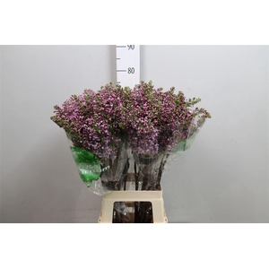 Syr V Dark Koster 4+