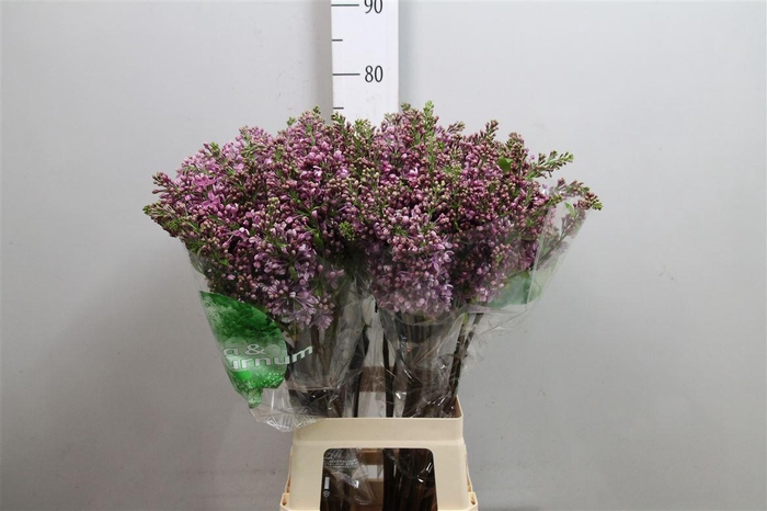 <h4>Syr V Dark Koster 4+</h4>