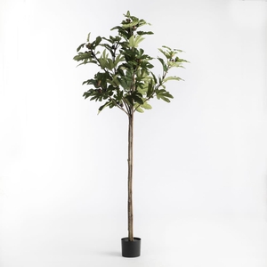 AF Fig Tree in pot H220 Green