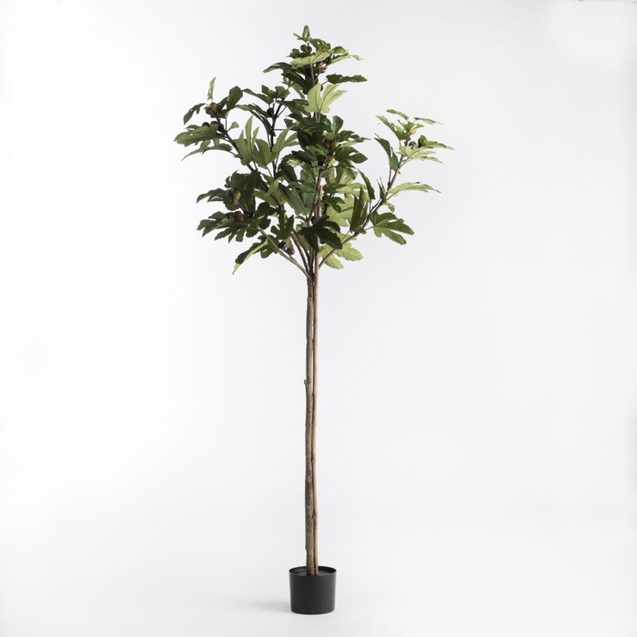 <h4>AF Fig Tree in pot H220 Green</h4>