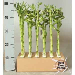 DRA LUCKY BAMBOO
