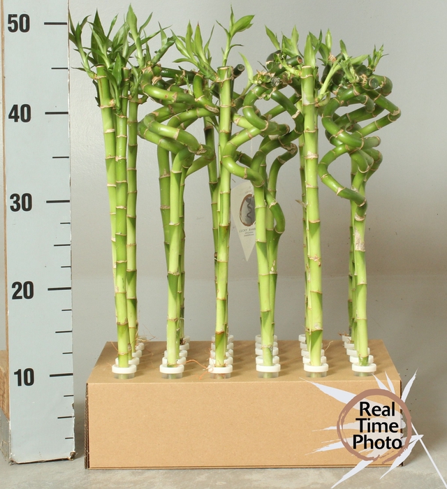 <h4>DRA LUCKY BAMBOO</h4>