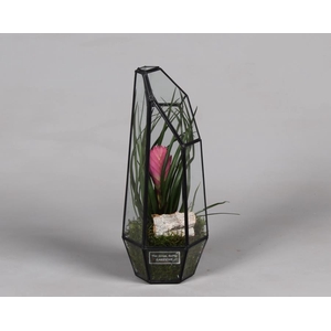 Metalen Lantaarn met Tillandsia