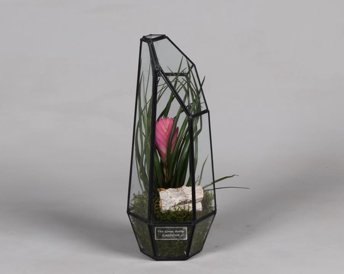 <h4>Metalen Lantaarn met Tillandsia</h4>