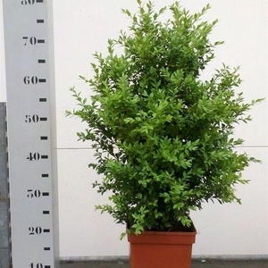 Buxus sempervirens 50-60cm struik