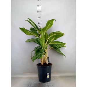 Aglaonema   ...