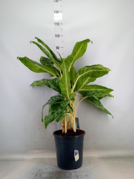 <h4>Aglaonema   ...</h4>