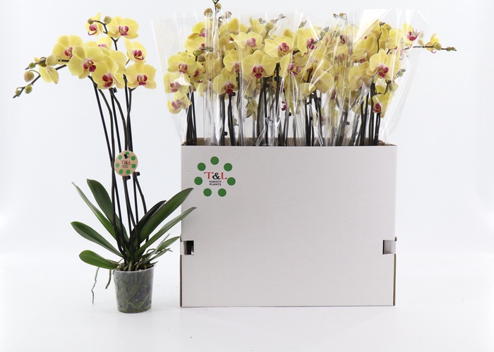 <h4>PHAL OV GEEL</h4>