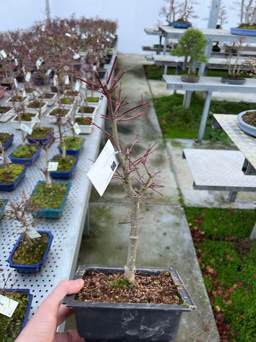 <h4>Acer palmatum Deshojo, 18 cm.</h4>