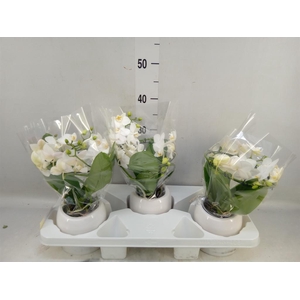 Phalaenopsis multi.   ...white