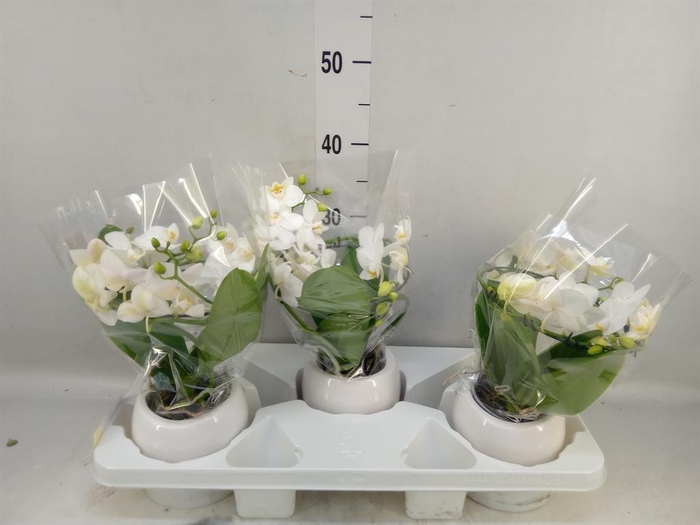 <h4>Phalaenopsis multi. ...white</h4>