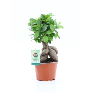 Ficus Ginseng