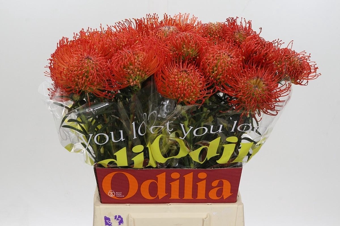 <h4>Nutans Succession</h4>