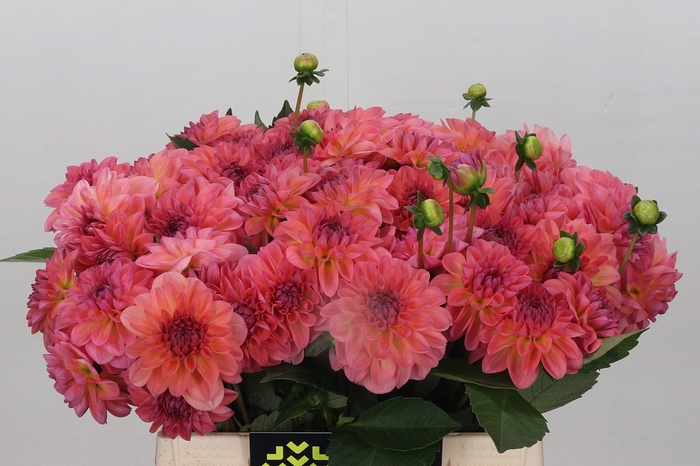 <h4>Dahlia Sebastian</h4>