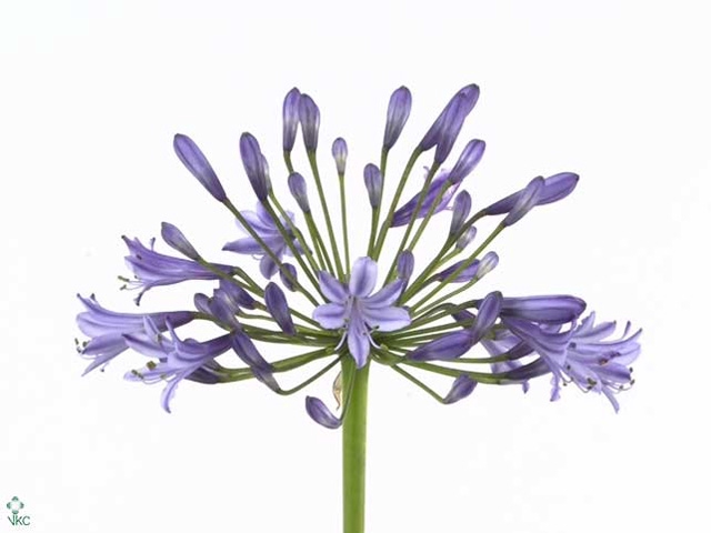 AGAP SWEDISH BLUE