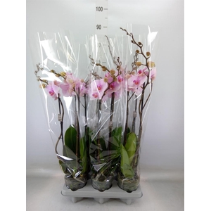 Phalaenopsis   ...