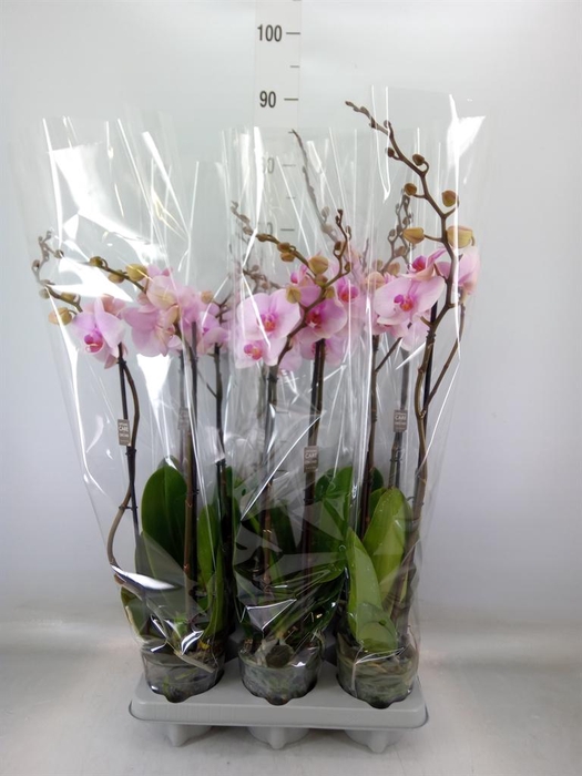 <h4>Phalaenopsis   ...</h4>