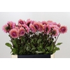 Dahlia Sweet Sanne