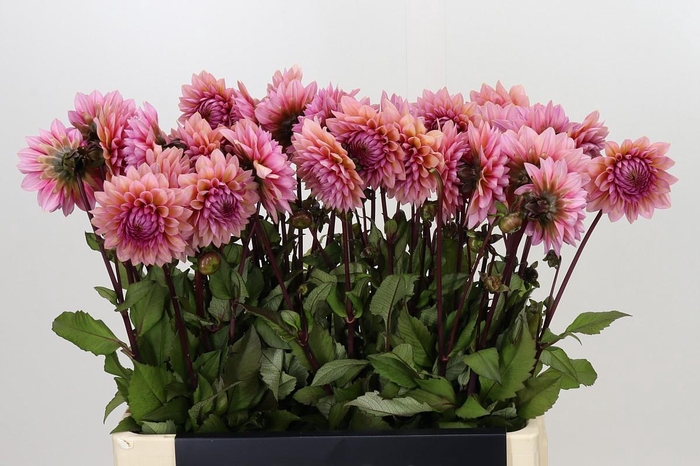 Dahlia Sweet Sanne