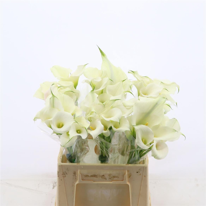 <h4>Calla Ventura</h4>