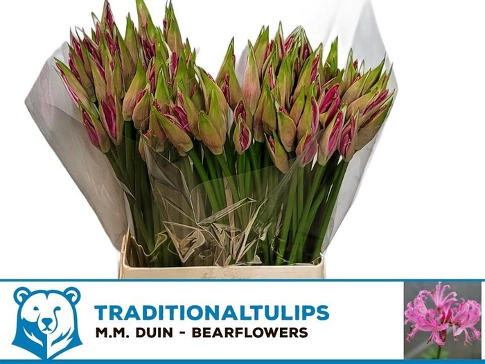 <h4>NE BO RAS VAN ROON</h4>