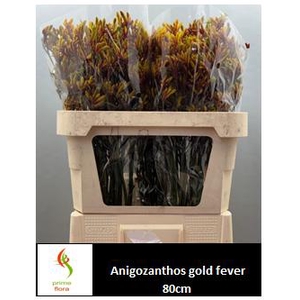 ANIGOZ GOLD FEVER