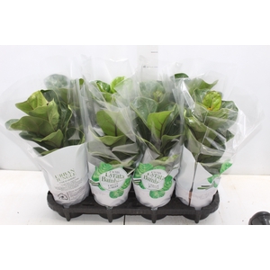FICUS LYRATA BAMBINO P15 COMPACTO