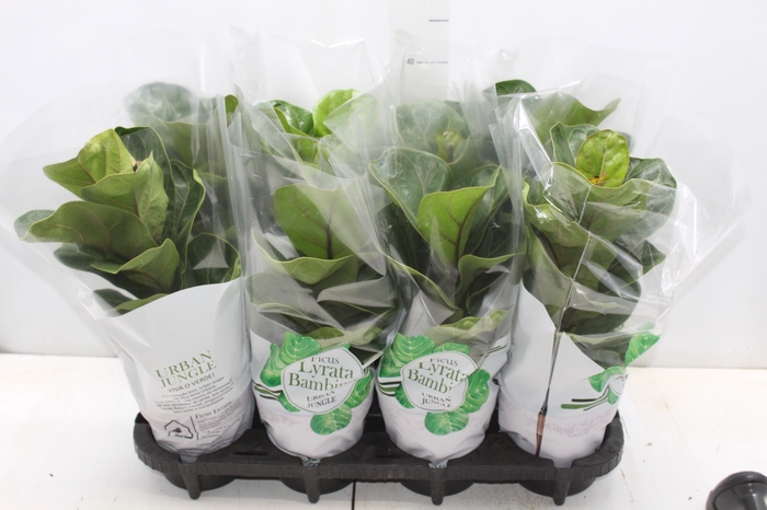 <h4>FICUS LYRATA BAMBINO P15 COMPACTO</h4>