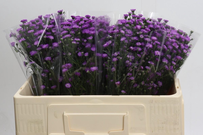 <h4>Aster Baby Pink</h4>