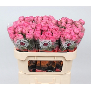 ROSA GISELLE! (T)