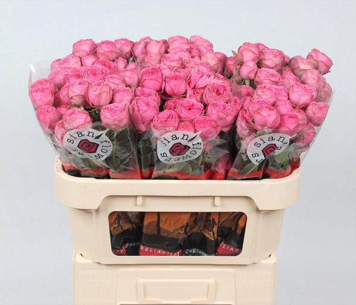 <h4>ROSA GISELLE! (T)</h4>