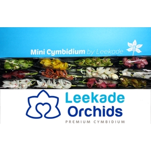 Cymb Mi Mixed Leekade X12