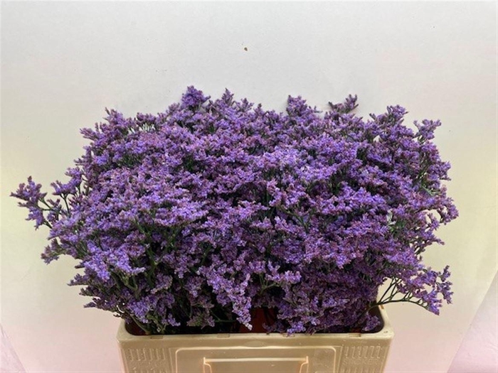 <h4>LIM MAINE BLUE</h4>