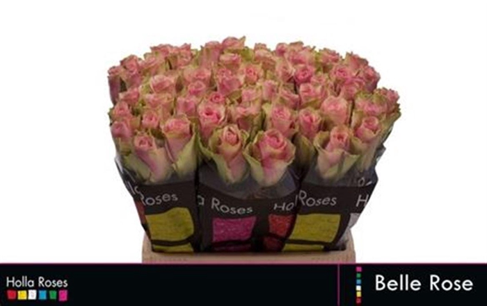 <h4>R Gr Belle Rose</h4>
