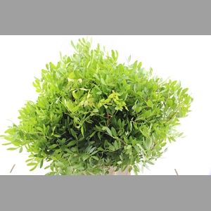 Pistache 50 Cm Medium