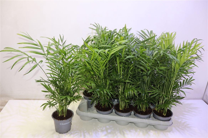 <h4>Chamaed Elegans</h4>