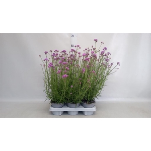 Verbena bonariensis