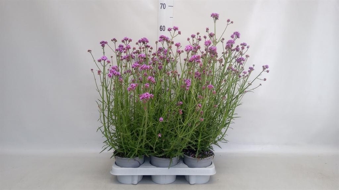 <h4>Verbena bonariensis</h4>