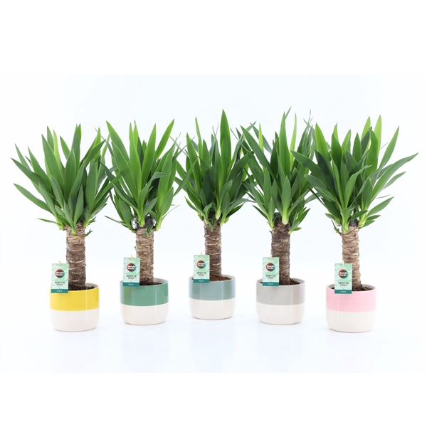 <h4>Yucca 25cm Hout - 3+ kop in Two Tone keramiek</h4>