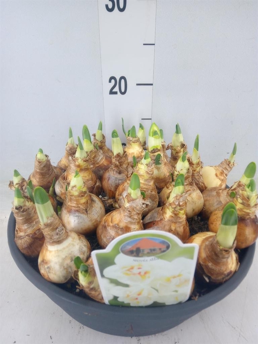 <h4>Narcissus DU 'Abba'</h4>