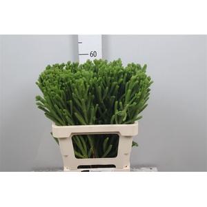 Brunia Albigreen