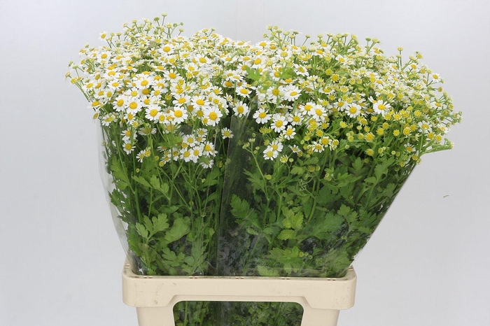 <h4>Tanacetum Camille</h4>