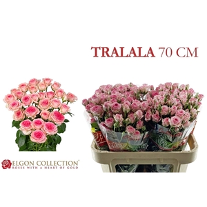 R Tr Tralala Elgon