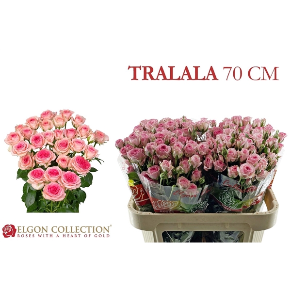 <h4>R Tr Tralala Elgon</h4>